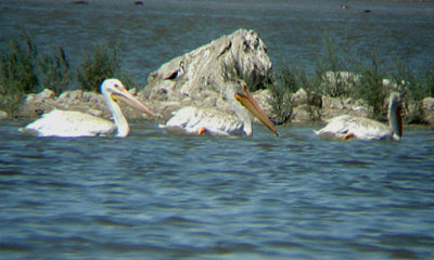 AMERICAN PELICAN . THE RED HILL MARINA . THE SALTON SEA . CALIFORNIA . 19 / 7 / 2009 