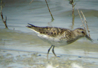  LEAST SANDPIPER . THE RED HILL MARINA . THE SALTON SEA . CALIFORNIA . 19 / 7 / 2009 