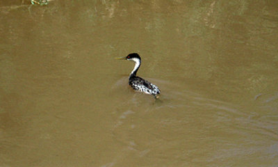 WESTERN GREBE . THE RED HILL MARINA . THE SALTON SEA . CALIFORNIA . 19 / 7 / 2009