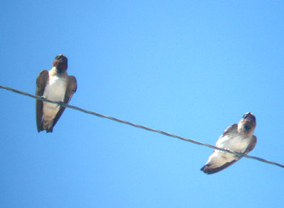  CLIFF SWALLOW . THE SALTON SEA . CALIFORNIA . 19 / 7 / 2009
