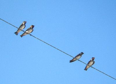  CLIFF SWALLOW . THE SALTON SEA . CALIFORNIA . 19 / 7 / 2009