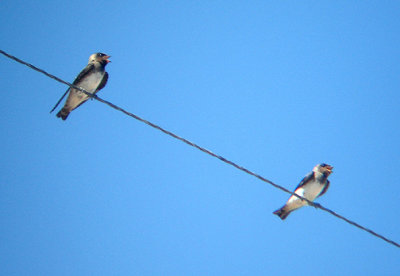  CLIFF SWALLOW . THE SALTON SEA . CALIFORNIA . 19 / 7 / 2009 