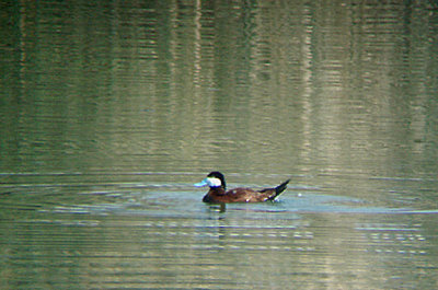  RUDDY DUCK . THE COACHELLA BIRD RESERVE . INDIO . CALIFORNIA . 21 / 7 / 2009