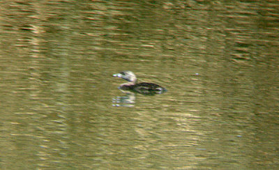  PIED BILLED GREBE . THE COACHELLA BIRD RESERVE . INDIO . CALIFORNIA . 21 / 7 / 2009