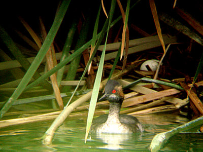 BLACK-NECKED GREBE . THE COALCHELLA BIRD RESERVE . INDIO . CALIFORNIA . 21 / 7 / 2009 