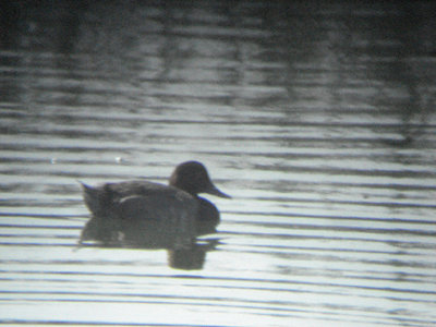  REDHEAD . THE COACHELLA BIRD RESERVE . INDIO . CALIFORNIA . 21 . 7 . 2009
