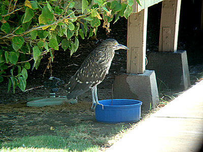  NIGHT HERON . THE COACHELLA BIRD RESERVE . INDIO . CALIFORNIA . 21 / 7 / 2009