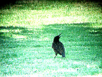 COMMON STARLING . THE COACHELLA BIRD RESERVE . INDIO . CALIFORNIA . 21 / 7 / 2009 