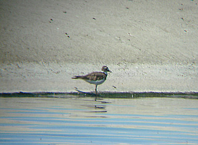 KILLDEER . THE COACHELLA BIRD RESERVE . INDIO . CALIFORNIA . 21 / 7 / 2009