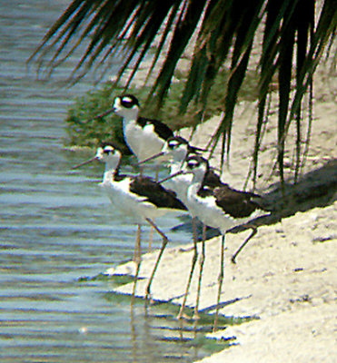 BLACK NECKED STILT , THE COACHELLA BIRD RESERVE . INDIO . CALIFORNIA . 21 / 7 / 2009