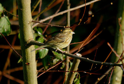 CIRL BUNTING ( Female ) ( Emberiza cirlus ) .OTTERTON SEWAGE WORKS . DEVON . 7 . 12 . 2016