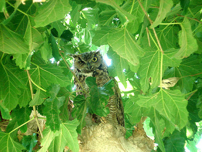  GREAT HORNED OWL . THE COACHELLA BIRD RESERVE . INDIO . CALIFORNIA . 21 / 7 / 2009 
