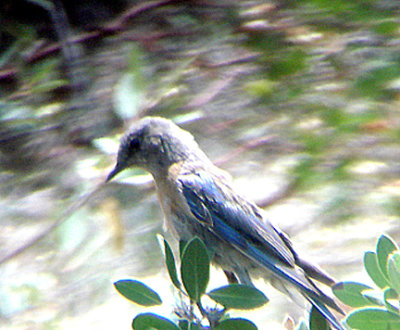 WESTERN BLUEBIRD . LAKE HEMET . CALIFORNIA . 23 / 7 / 2009