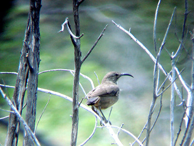  CALIFORNIA THRASHER , LAKE HEMET , CALIFORNIA . 23 / 7 / 2009 