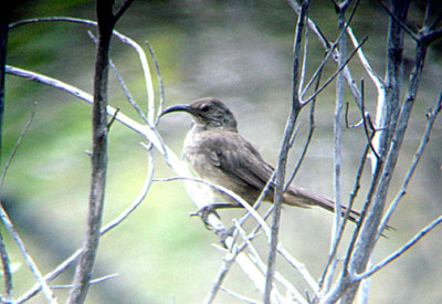  CALIFORNIA THRASHER . LAKE HEMET . CALIFORNIA . 23 / 7 / 2009 