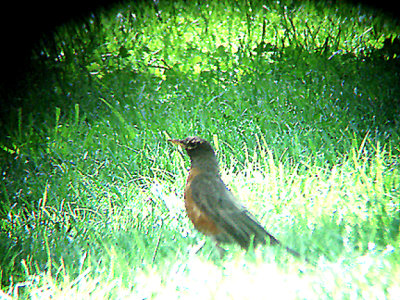 AMERICAN ROBIN . HURKEY CREEK CAMP . CALIFORNIA . 23 / 7 / 2009
