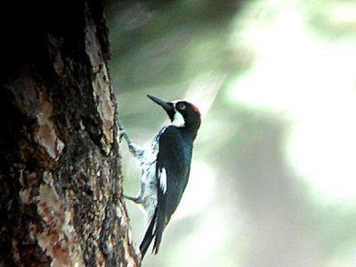  ACORN WOODPECKER , THE HURKEY CREEK CAMP. CALIFORNIA . 23 / 7 / 2009 