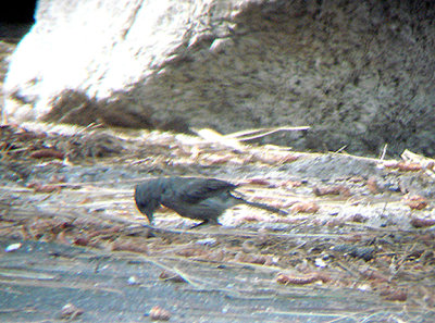  OAK TITMOUSE . THE HURKEY CREEK CAMP . CALIFORNIA . 23 / 7 / 2009 
