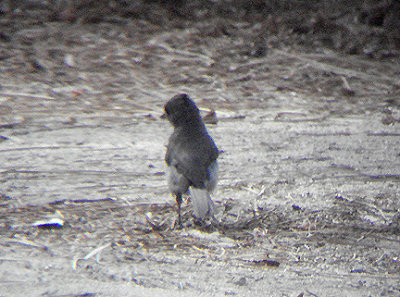 OAK TITMOUSE . THE HURKEY CREEK CAMP. CALIFORNIA . 23 / 7 / 2009 