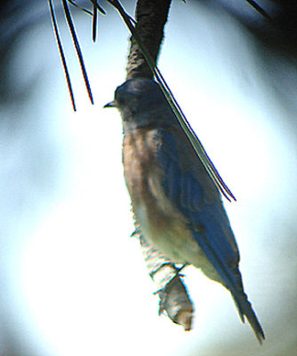 WESTERN BLUEBIRD . THE HURKEY CREEK CAMP . CALIFORNIA . 23 / 7 / 2009
