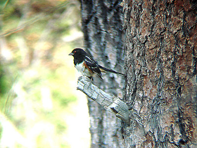  SPOTTED TOWEE . THE HURKEY CREEK CAMP . CALIFORNIA . 23 / 7 / 2009