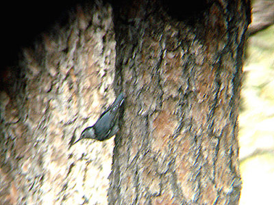 WHITE BREASTED NUTHATCH . THE HURKEY CREEK CAMP . CALIFORNIA . 23 / 7 / 2009