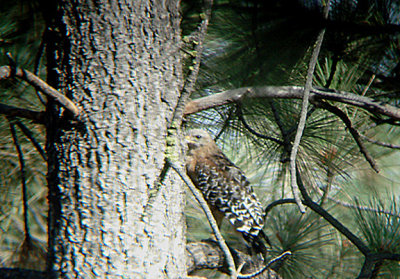RED SHOULDERED HAWK . THE HURKEY CREEK CAMP . CALIFORNIA . 23 / 7 / 2009 
