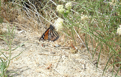  MONARCH BUTTERFLY . LAKE HEMET . CALIFORNIA . 24 / 7 / 2009 