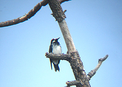  ACORN WOODPECKER . LAKE HEMET . CALIFORNIA . 24 / 7 / 2009 