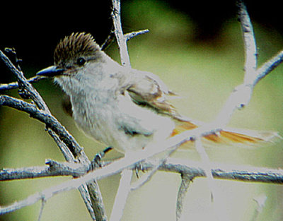  ASH THROATED FLYCATCHER . LAKE HEMET. CALIFORNIA . 24 / 7 / 2009 