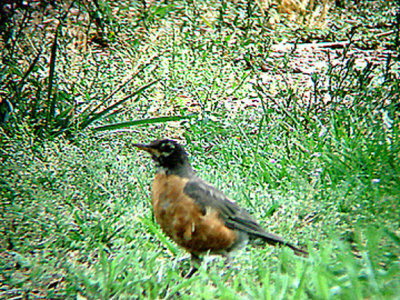  AMERICAN ROBIN . THE HURKEY CREEK CAMP . CALIFORNIA . 24 / 7 / 2009