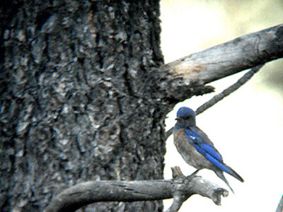 WESTERN BLUEBIRD . THE HURKEY CREEK CAMP. CALIFORNIA . 24 / 7 / 2009 