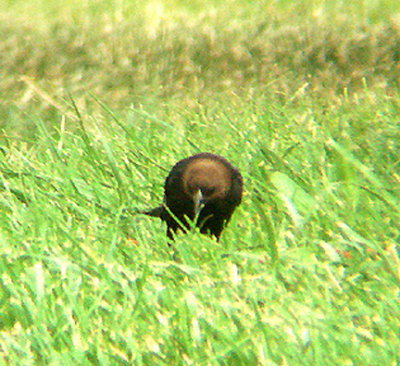 BROWN HEADED COWBIRD . THE HURKEY CREEK CAMP . CALIFORNIA . 24 / 7 / 2009