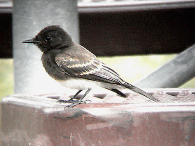 BLACK PHOEBE . THE HURKEY CREEK CAMP. CALIFORNIA . 24 / 7 / 2009