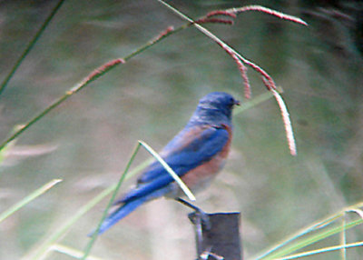 WESTERN BLUEBIRD . THE BUCKTHORN CAMP . CALIFORNIA . 24 / 7 / 2009 