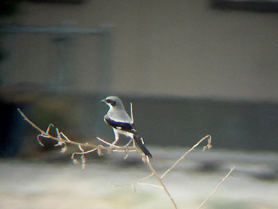  LOGGERHEAD SHRIKE , THE COACHELLA BIRD RESERVE . INDIO . CALIFORNIA . 25 / 7 / 2009