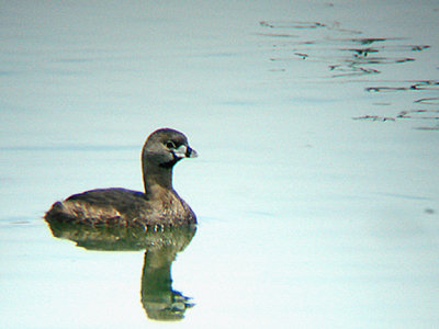  PIED BILLED GREBE . THE COALCHELLA BIRD RESERVE . INDIO . CALIFORNIA . 25 / 7 / 2009 