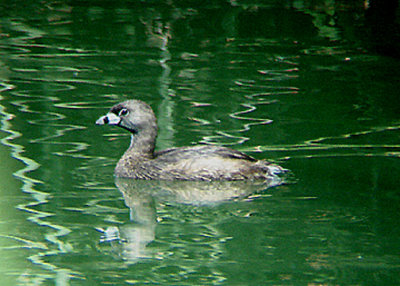 PIED-BILLED GREBE . THE COACHELLA BIRD RESERVE . INDIO . CALIFORNIA . 25 / 7 / 2009 
