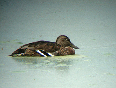 MALLARD . THE COALCHELLA BIRD RESERVE . INDIO . CALIFORNIA . 25 / 7 / 2009
