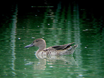 CINNAMON TEAL . THE  COACHELLA BIRD RESERVE . INDIO . CALIFORNIA . 25 / 7 / 2009 