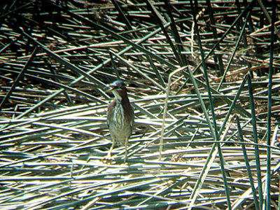 GREEN HERON . THE COACHELLA BIRD RESERVE . INDIO . CALIFORNIA . 25 / 7 / 2009 