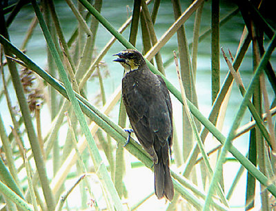  YELLOW HEADED BLACKBIRD . THE COALCHELLA BIRD RESERVE . INDIO . CALIFORNIA . 25 / 7 / 2009