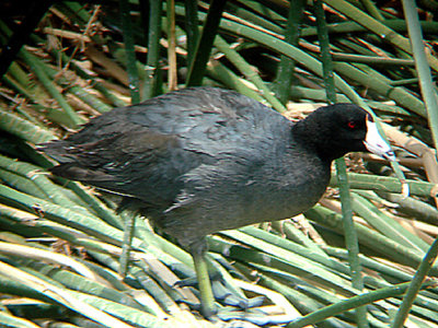  AMERICAN COOT . THE COALCHELLA BIRD RESERVE . INDIO . CALIFORNIA . 25 / 7 / 2009 
