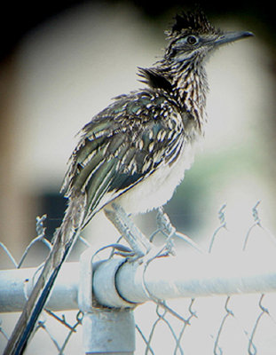  GREATER ROADRUNNER . THE COACHELLA BIRD RESERVE . INDIO . CALIFORNIA . 25 / 7 / 2009