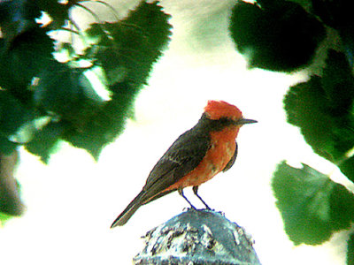 VERMILION FLYCATCHER . THE BIG MORONGO CANYON PRESERVE . CALIFORNIA . 26 / 7 / 2009 