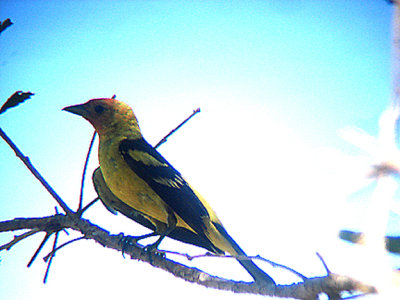 WESTERN TANAGER . THE BIG MORONGO CANYON PRESERVE . CALIFORNIA . 26 / 7 / 2009