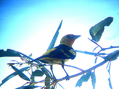 WESTERN TANAGER , THE BIG MORONGO CANYON PRESERVE . CALIFORNIA . 26 / 7 / 2009