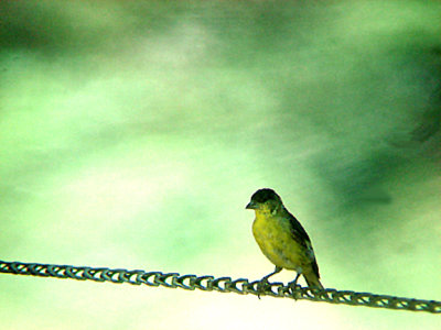  LESSER GOLDFINCH . THE BIG MORONGO CANYON PRESERVE . CALIFORNIA . 26 / 7 / 2009