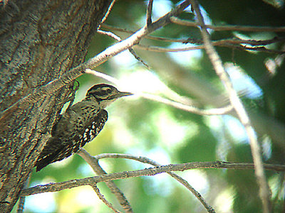 NUTTALL`S WOODPECKER . THE BIG MORONGO CANYON PRESERVE . CALIFORNIA . 26 / 7 / 2009