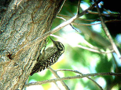 NUTTALLS WOODPECKER . THE BIG MORONGO CANYON PRESERVE . CALIFORNIA . 26 / 7 / 2009
